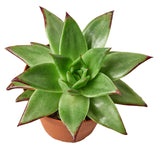 Lipstick Echeveria indoor house plant