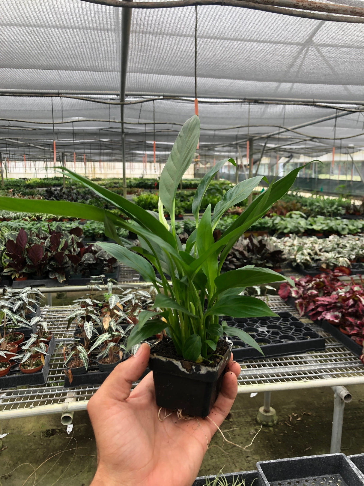 Spathiphyllum 'Peace Lily' indoor houseplant