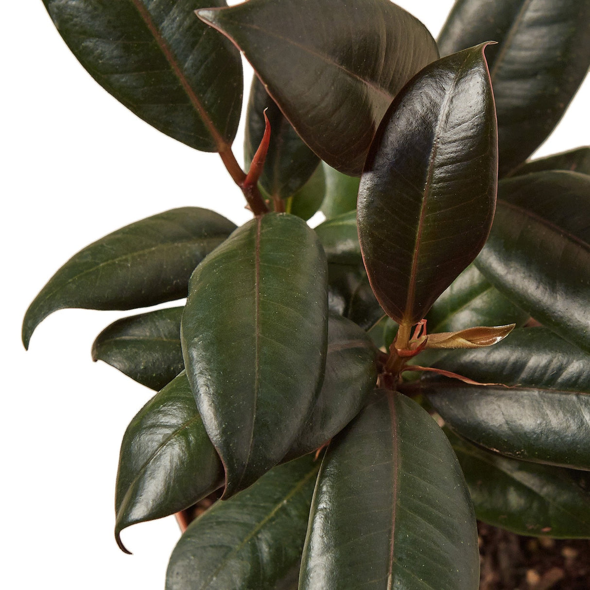 Ficus Elastica 'Burgundy' indoor house plant