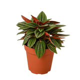 Peperomia Rosso indoor houseplant