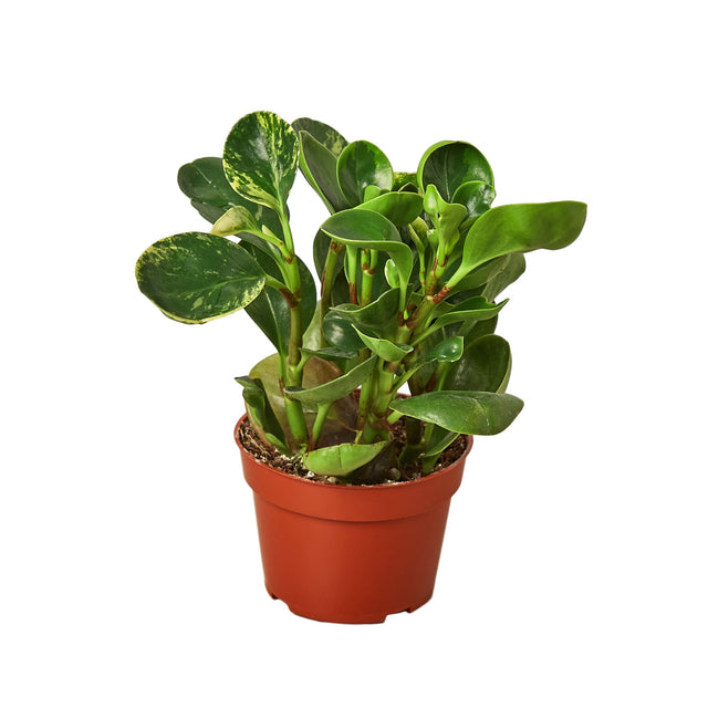 Peperomia 'Marble' indoor houseplant