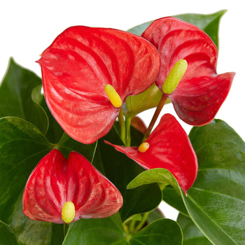 Anthurium 'Red' indoor plant