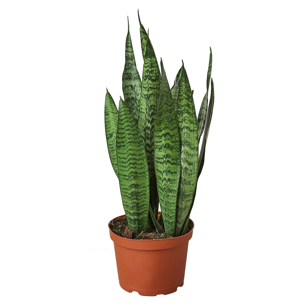 Snake Plant 'Zeylanica' indoor houseplant