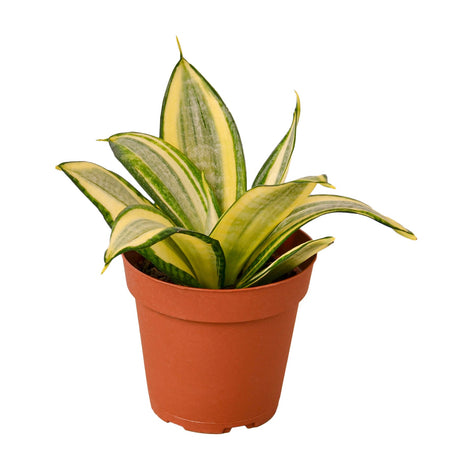 Snake Plant Gold Hahnii indoor houseplant