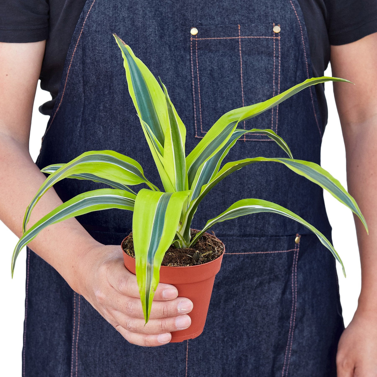 Dracaena Deremensis 'Lemon Surprise' indoor house plant