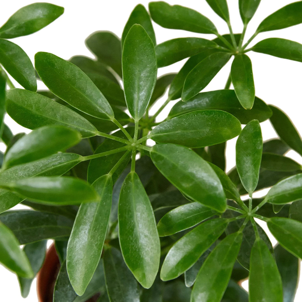 Schefflera Arboricola 'Umbrella' indoor houseplant