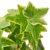 English Ivy Gold Child indoor house plant