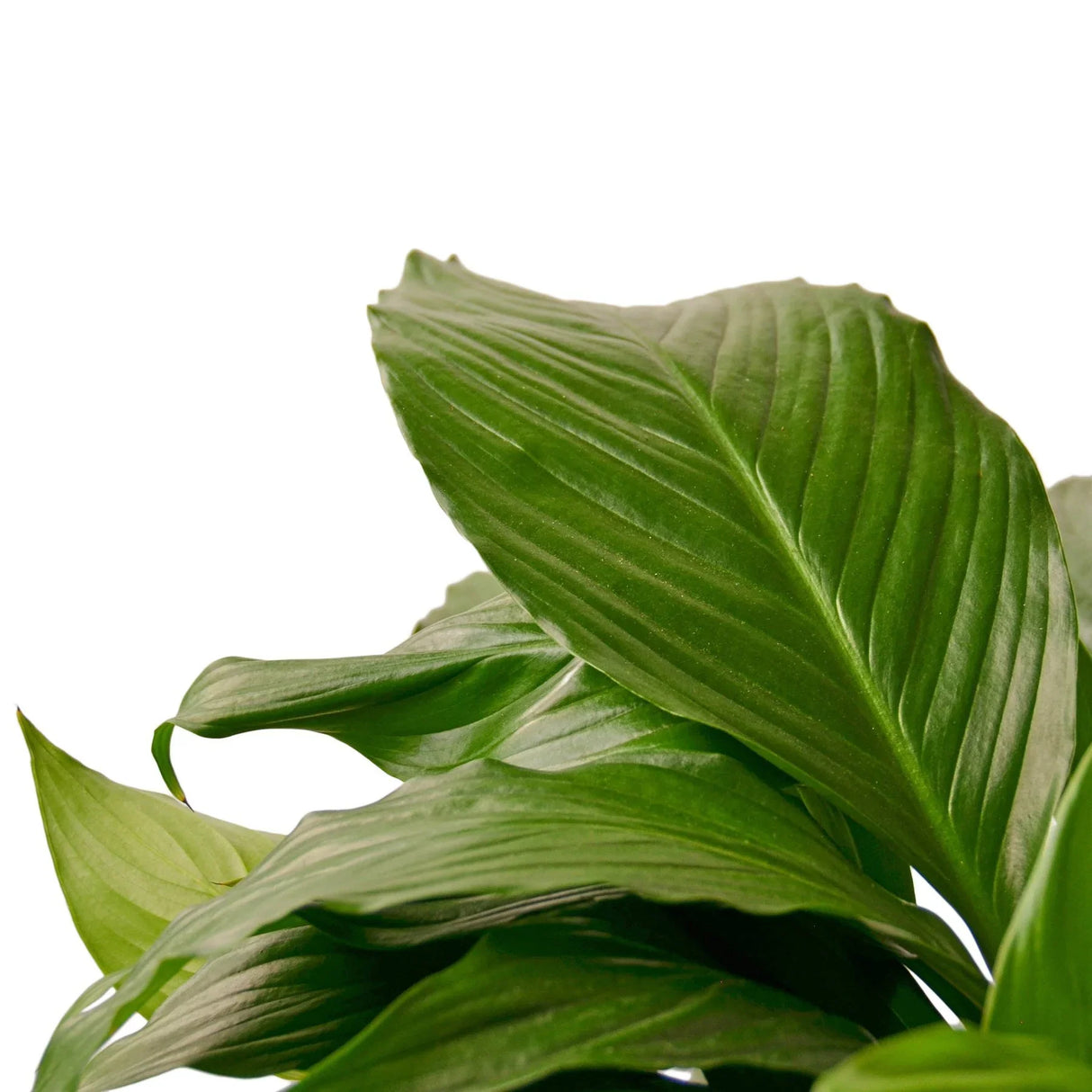 Spathiphyllum 'Peace Lily' indoor houseplant