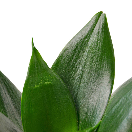 Snake Plant Jade indoor houseplant