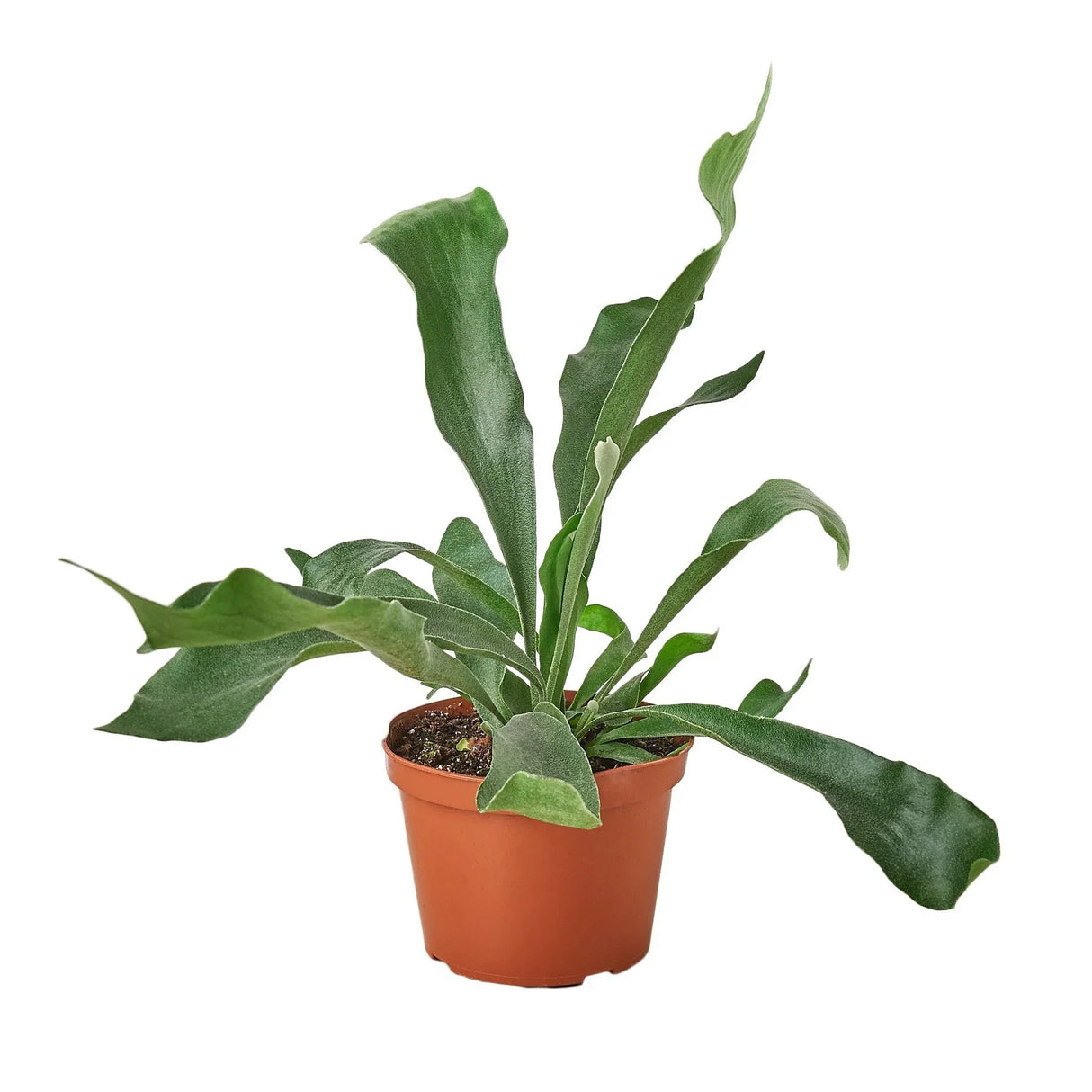 Staghorn Fern indoor houseplant