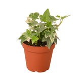 English Ivy 'Glacier' indoor house plant