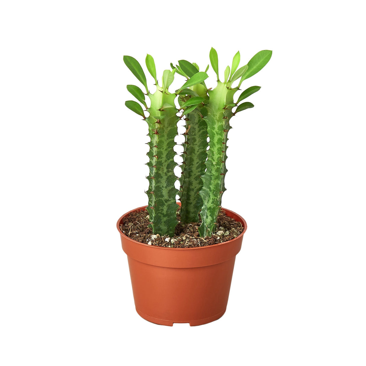 Milkstripe Euphorbia indoor house plant