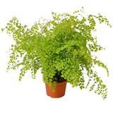 Maidenhair Fern indoor house plant