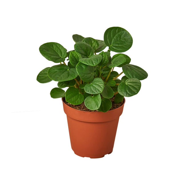 Peperomia 'Rana Verde' indoor houseplant