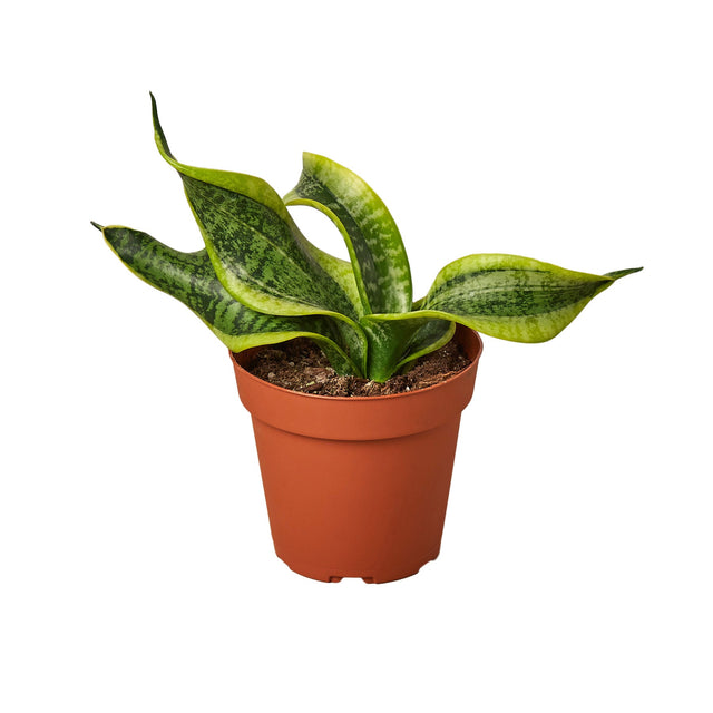 Snake Plant Twist indoor houseplant