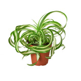 Spider Plant 'Bonnie' indoor houseplant