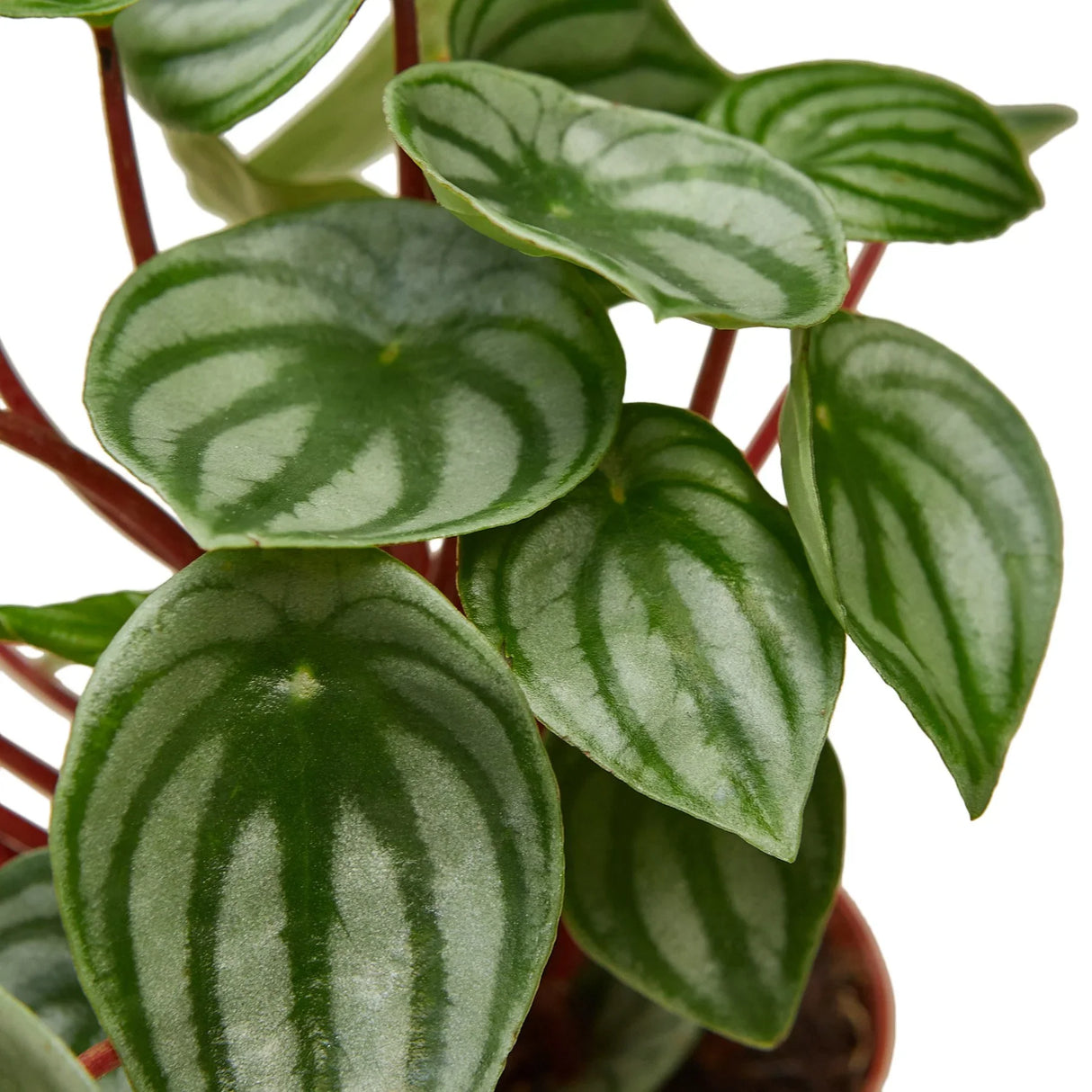 Peperomia Watermelon indoor houseplant