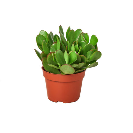 Succulent Crassula 'Jade' indoor hosueplant