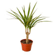 Dracaena Marginata Cane indoor house plant