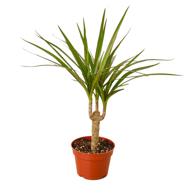 Dracaena Marginata Cane indoor house plant