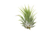 Tillandsia Air Plant Ionantha - 25 Pack