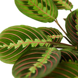 Maranta Red Prayer indoor house plant