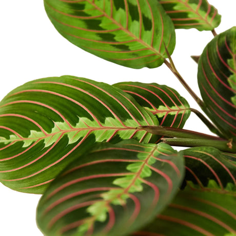 Maranta Red Prayer indoor house plant