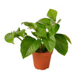 Pothos 'Green Queen' indoor houseplant