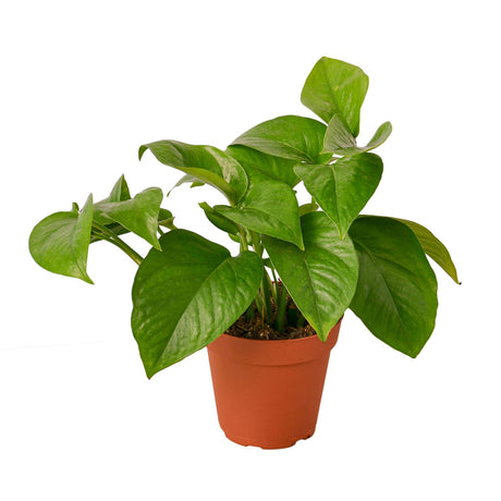 Pothos 'Green Queen' indoor houseplant