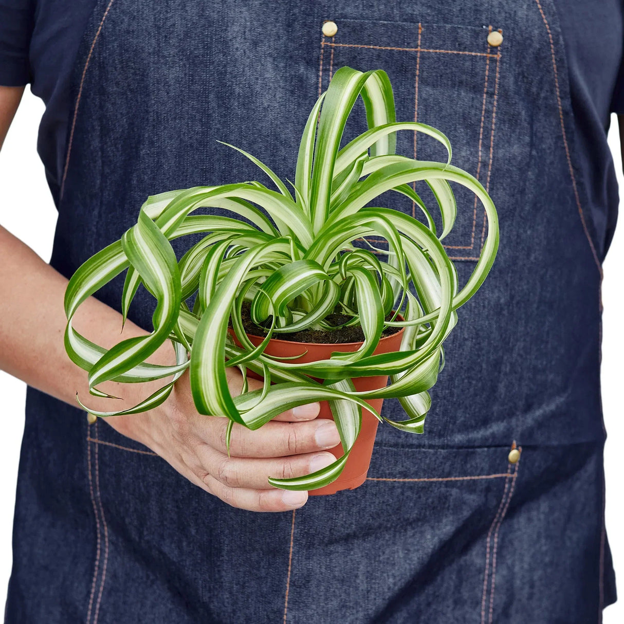 Spider Plant 'Bonnie' indoor houseplant