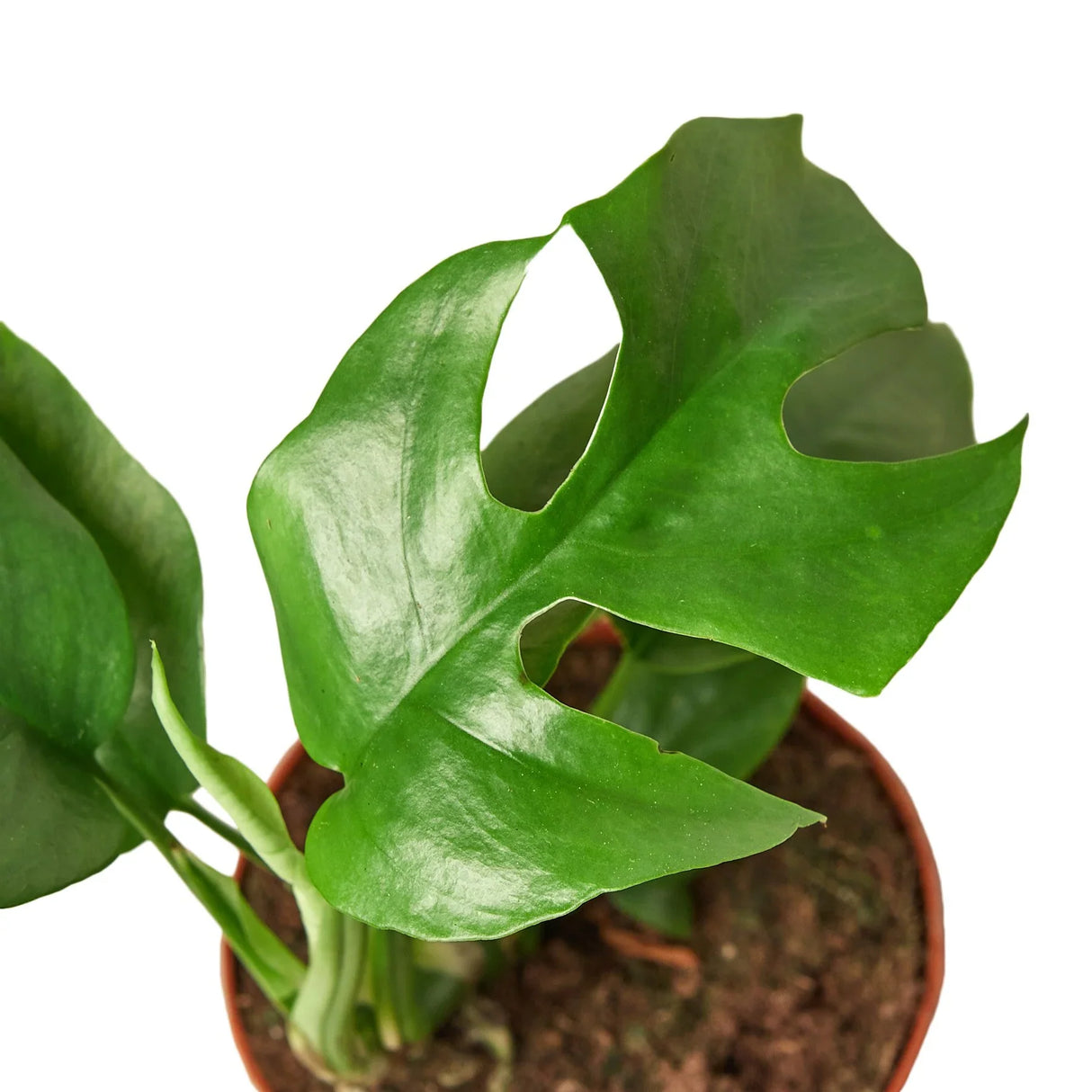 Philodendron Mini Monstera Minima indoor houseplant