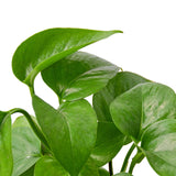 Pothos 'Green Queen' indoor houseplant