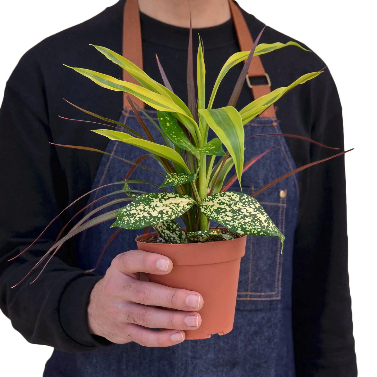 Dracaena 'Combo' indoor Plant