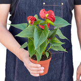 Anthurium 'Red' indoor plant