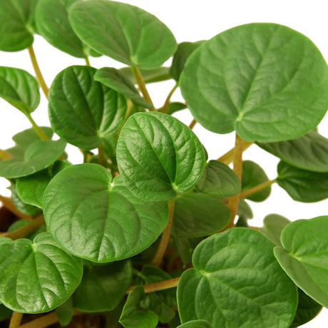 Peperomia 'Rana Verde' indoor houseplant