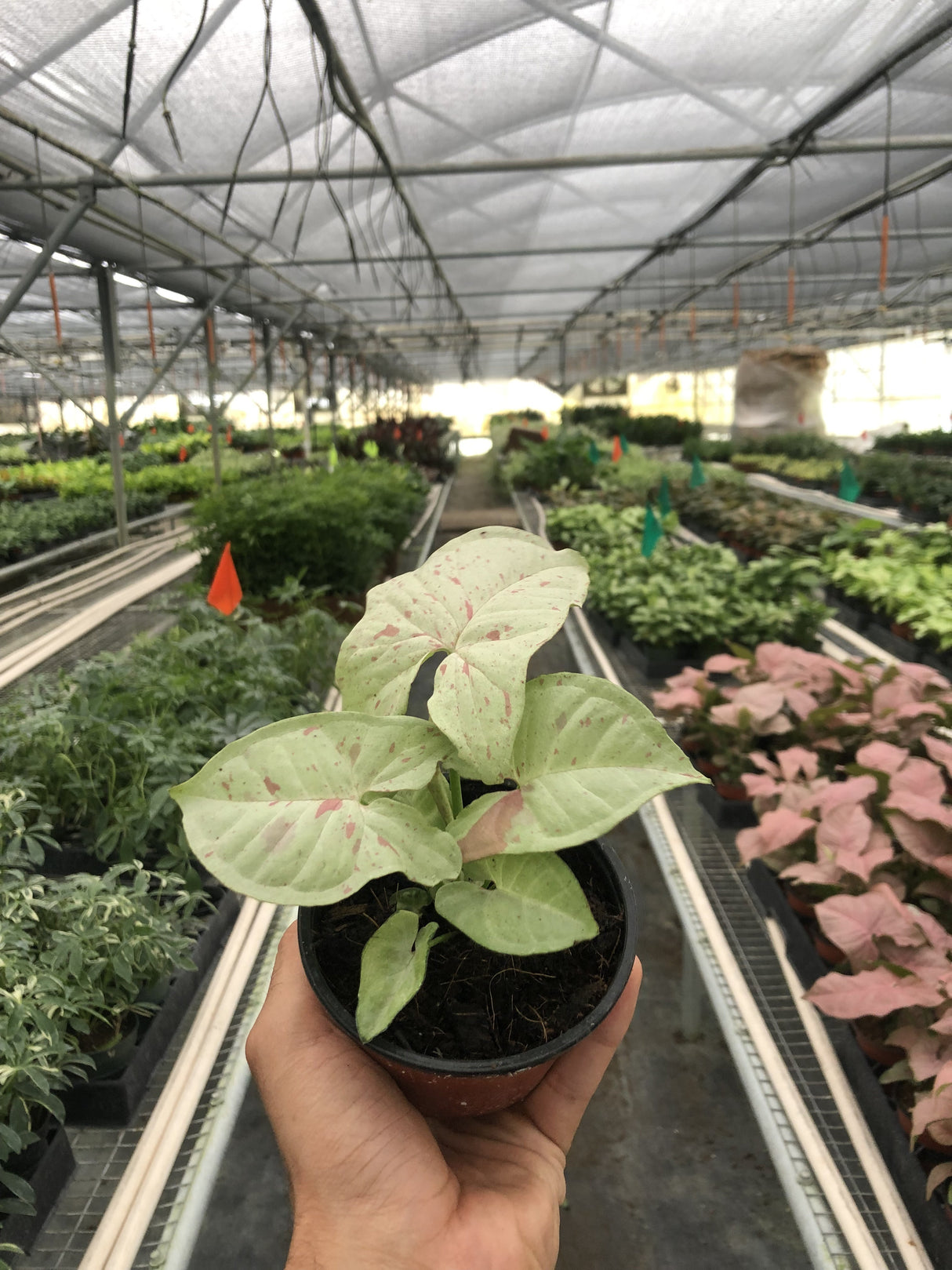 Syngonium 'Milk Confetti' indoor houseplant