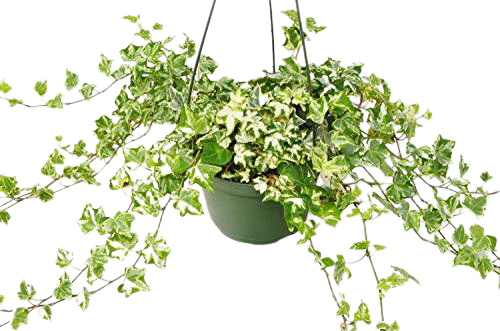 English Ivy 'Kolibre' indoor house plant