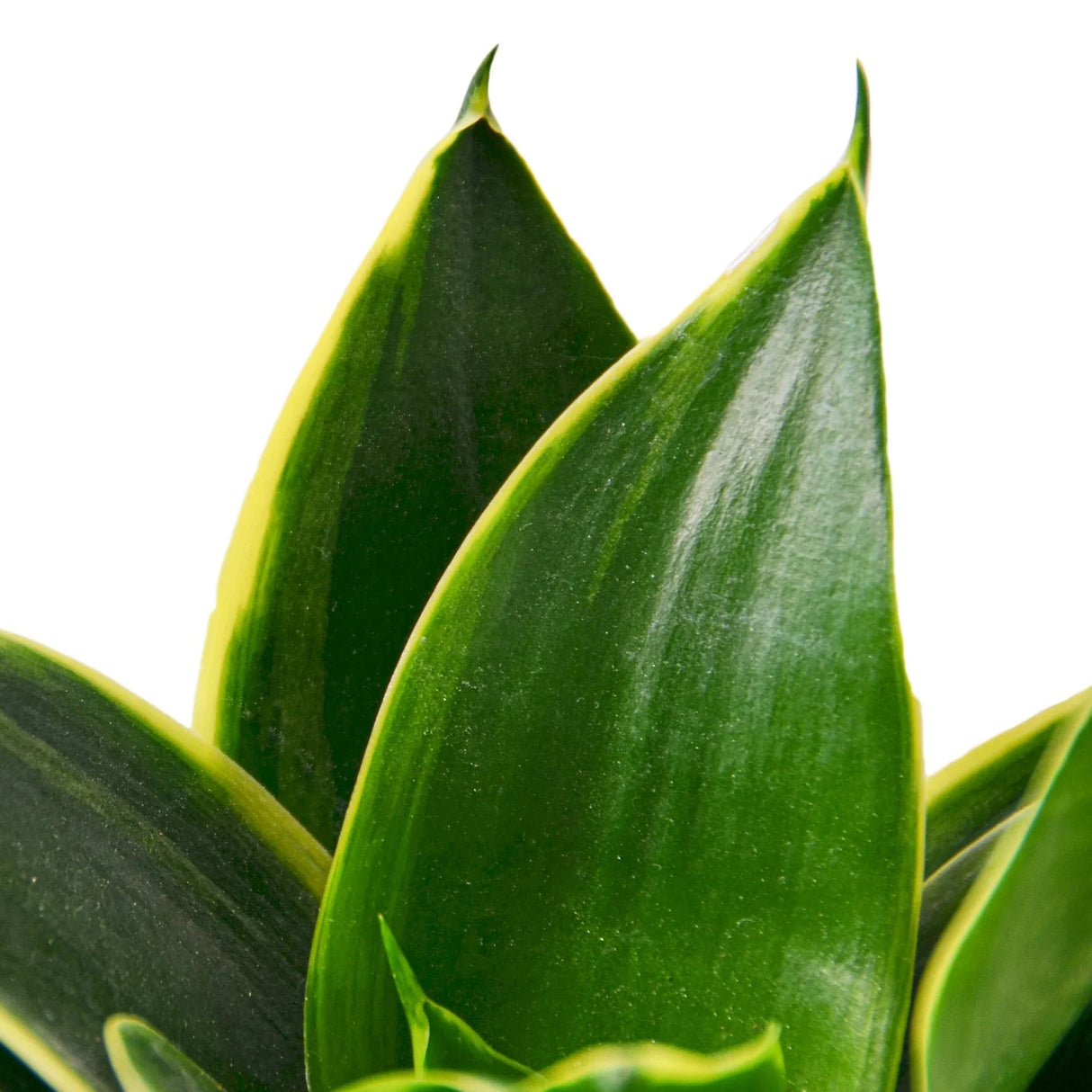 Snake Plant Emerald Star indoor houseplant