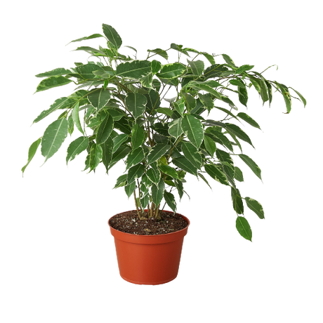 Ficus 'Breeze' - 6" Pot indoor house plant