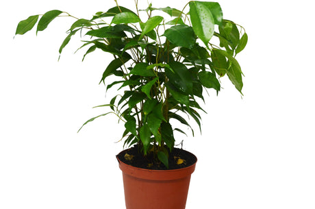 Ficus 'Benjamina' indoor house plant