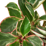 Peperomia 'Ginny' indoor houseplant