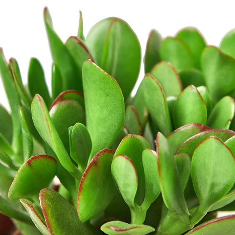 Succulent Crassula 'Jade' indoor hosueplant