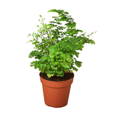 Maidenhair Fern indoor house plant