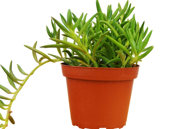 Senecio Succulent 'Fish Hooks' indoor houseplant