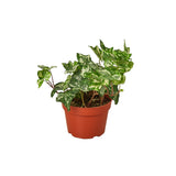 English Ivy 'Kolibre' indoor house plant