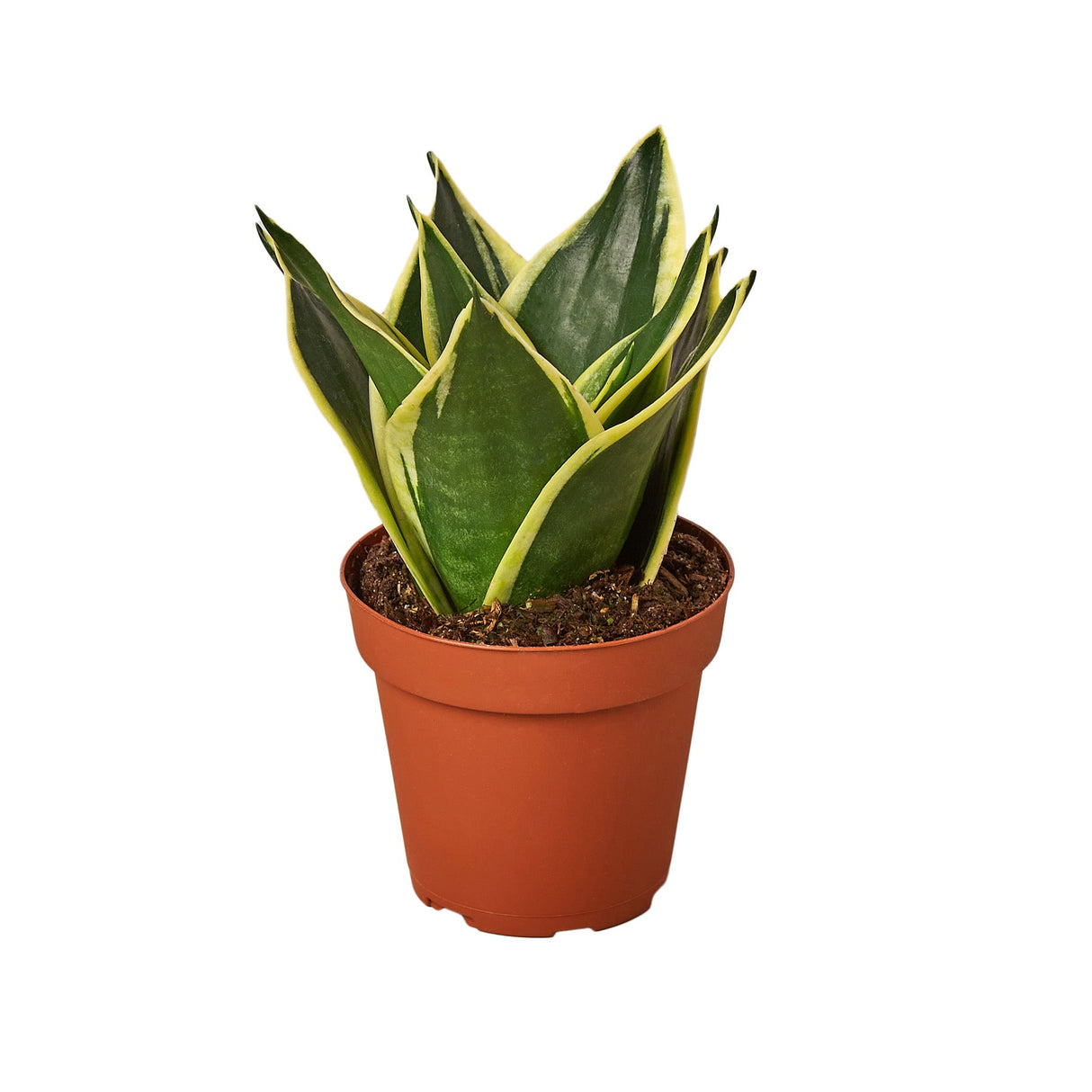 Snake Plant "Black Gold" indoor houseplant