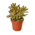 Kalanchoe Tomentosa 'Chocolate Soldier' Succulent - 4" Pot