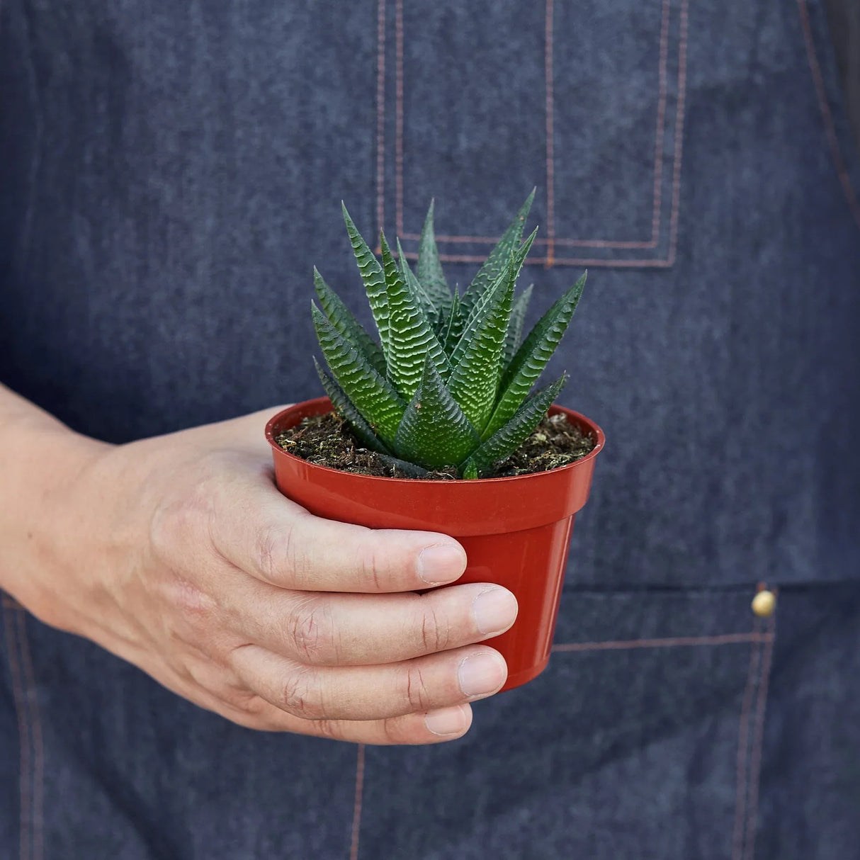 Fairy Washboard Haworthia indoor house plant