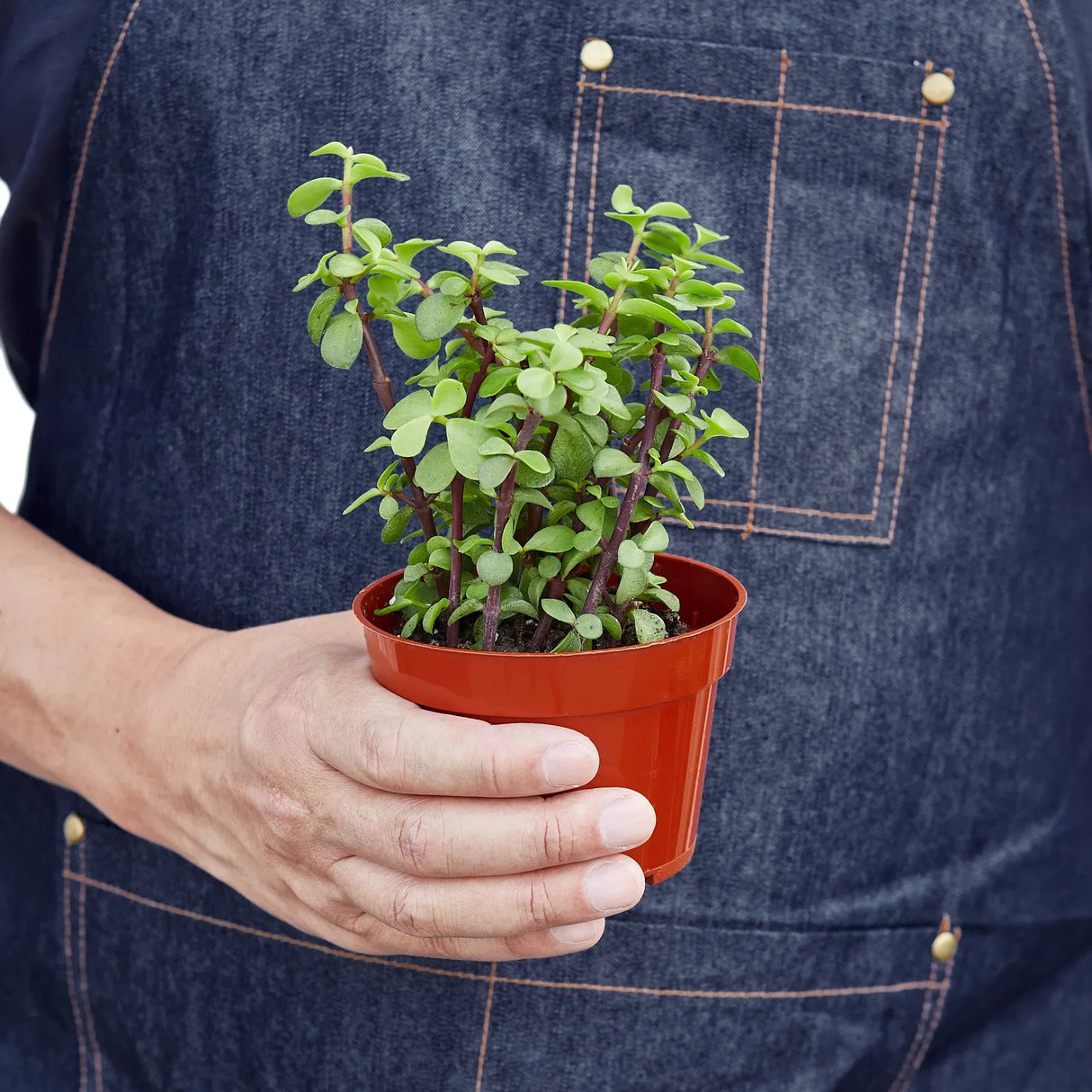 Succulent 'Elephant Bush' indoor houseplant