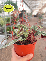 Begonia Rex Vine - 6" Pot indoor plant